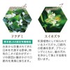 Yazuya Group Kyushu Natural Museum Dental Green Propolis 3.5 oz
