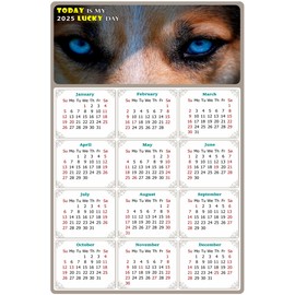 2025 Peel & Stick Calendar - Today is my Lucky Day - Removable, Repositionable (Fade, Tear, Water Resistant, Remove & Reuse) - Dogs 03 (12"x 8")