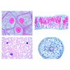 Biology Microscopy Micropreparations Series: Series I. Cell, Tissue and Organs,