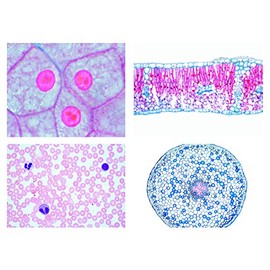 Biology Microscopy Micropreparations Series: Series I. Cell, Tissue and Organs, 13 Preparations