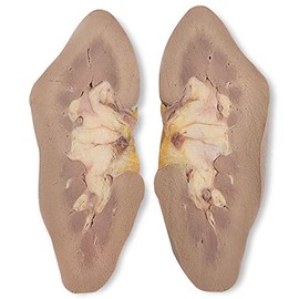 Carolina's Perfect Solution® Pig Kidney, Plain, Pail