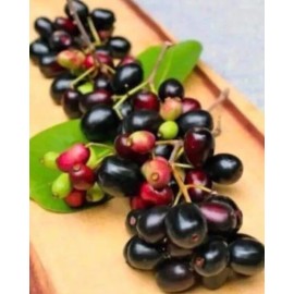 Unbranded Black Java Plum (syzygium cumini) fruit tree 6” - 10” Live Plant / Cây Trái Trâm