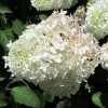 Proven Winners Hydrangea Blooms All Summer BoBo Dwarf Bush Live