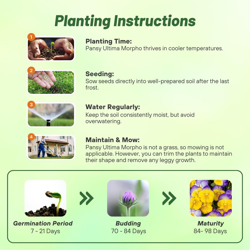 Outsidepride 100 Seeds Viola Pansy Ultima Morpho Flower Seeds for