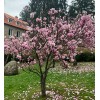 No Brand 2 Saucer Magnolia Tree - 6-12" Tall Live