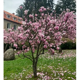 No Brand 2 Saucer Magnolia Tree - 6-12" Tall Live Plant - Soulangeana Magnolia - 2.5" Pot