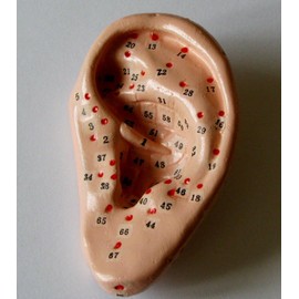 Human Ear Acupuncture Anatomical Model with Acupuncture Points, Life Size 3", Chinese
