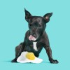 BARK Puppy Side Up Egg Dog Toy With Squeaker For