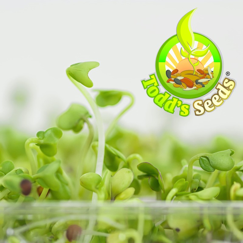 Todd’s Seeds - Sprouting Broccoli Seeds - Calabrese Variety, Non-GMO,