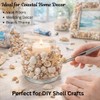 Baiinjiene 1300 PCS Small Seashells for Crafts, Tiny Mixed Sea