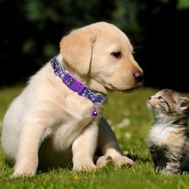 Cute Puppy Collar with Bell-Nylon Dog Collar for Small Breeds, Adjustable XXS XS Tiny Pet Little Dogs Girl Kitten Female Small Animal, for Puppies Purple Flowers X-Small