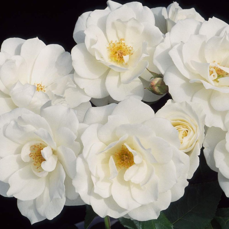 Heirloom Roses Climbing Rose Plant - CL Iceberg White Rose