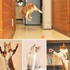 Laser Pointer Cat Toy Aluminum Alloy Long Range Interactive Portable