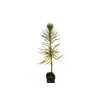 Sugar Pine | Small Tree Seedling | The Jonsteen Company