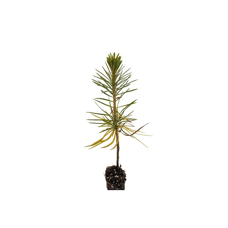 Sugar Pine | Small Tree Seedling | The Jonsteen Company