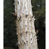 25 DEVIL'S WALKINGSTICK Shrub Flower Prickly Ash Elder Aralia Spinosa Seeds
