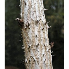 25 DEVIL'S WALKINGSTICK Shrub Flower Prickly Ash Elder Aralia Spinosa Seeds
