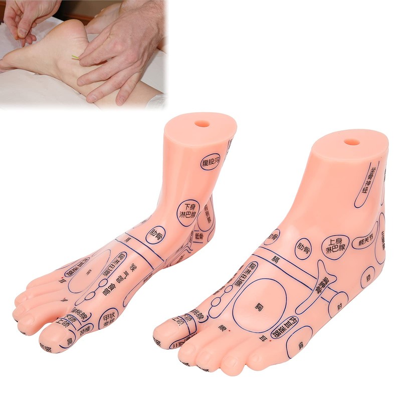 Foot acupoint model, foot point model PVC eco-friendly educational tool