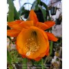 Cactus Epiphyllum Spiced Takuan in 4 inch pots / Orchid