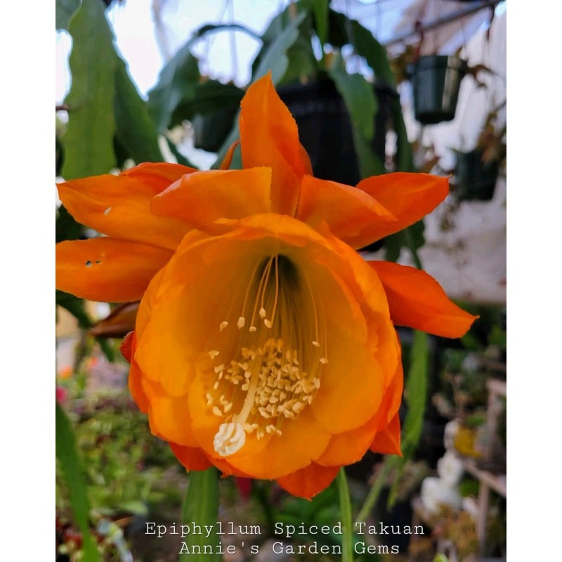 Cactus Epiphyllum Spiced Takuan in 4 inch pots / Orchid