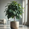 22Day Seeds: Seeds Arabian Coffee Tree/Coffea Arabica/Perennial Tree