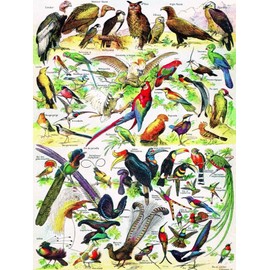 New York Puzzle Company - Vintage Images Birds ~ Oiseaux - 1000 Piece Jigsaw Puzzle