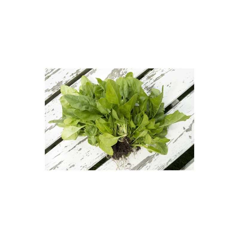 Viridis Hortus - Broccoli Raab (Cime di rapa) - 3,000