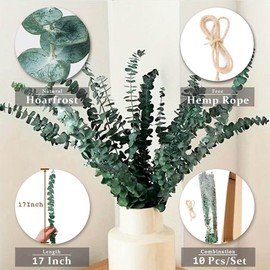 Dried Eucalyptus Stems Eucalyptus for Shower Decor Dried Plants Shower Eucalypt Hanging Leaves Branches for Bathroom Decor (10 Pcs)