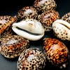Polished Tiger Cowrie Sea Shell Premium Quality Rare Unique Sea