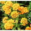 Lantana New Gold I 30 Live Plants I Verbenaceae Camara