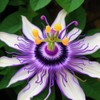 Passionflower Seed Pack 50pcs - Climbing Heirloom Perennial Non-GMO Outdoor