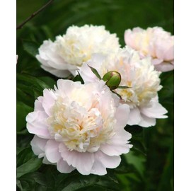 Votaniki Shirley Temple Peony Bulbs - Fragrant Light Pink Double Flowering Type Blooms | Perennial, Attracts Pollinators, Easy to Grow (6 Pack)