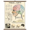 Cavallini & Co. Phrenology & Palmistry Vintage School Chart