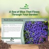 Outsidepride Cascade Blue Aubrieta Rock Cress Seeds - 2000 Pcs