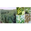 Small Fava Bean Seeds 1/4 LB (113 Grams) for No-Till