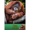 Orangutan Birthday Card