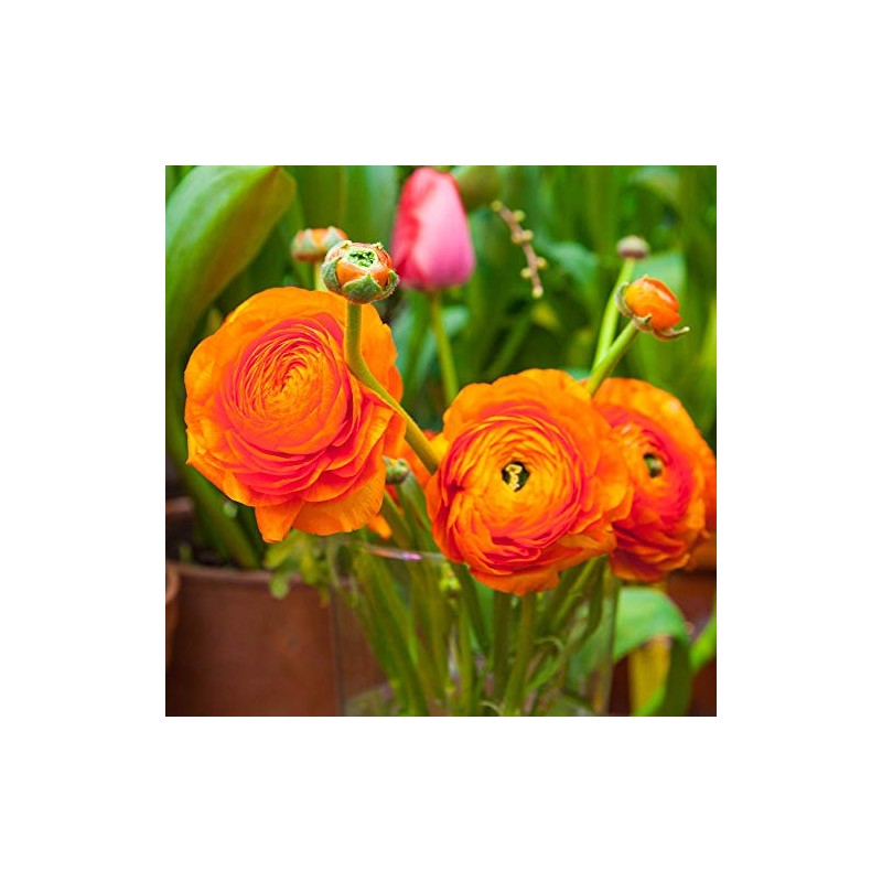 Utopia Seeds 12 Orange French Peony Ranunculus Corms