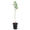 American Plant Exchange Live Red Delicious Apple Tree, Fruit-Bearing Plant