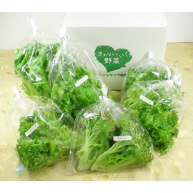 [No Need to Wash Vegetables] 6 Items "Random Set" Super Fresh Leaf Lettuce Set! Assorted 6 Bags of Fluffy Green Leaf, Crunchy Ruffled Leaf, etc