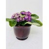Novelty African Violet 4" with Ceramic Pot Best Blooming Plant