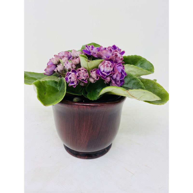 Novelty African Violet 4" with Ceramic Pot Best Blooming Plant