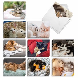 The Best Card Company Teddy Cat - 20 Assorted Boxed All Occasions Note Cards with Envelopes (4 x 5.12 Inch) - AM2821OCB-B2x10