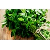 Seeds Flat-Leaf Parsley Italian Indoor Heirloom Vegetable for Planting Non