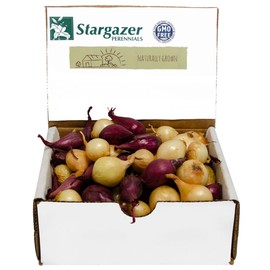 Mixed Red and Yellow Onion Sets 8 oz | Non-GMO Bulbs - Easy to Grow Onion Assortment in The Vegetable Garden or Container
