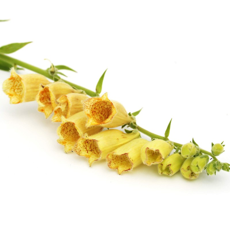 Outsidepride Foxglove Yellow - 1000 Seeds