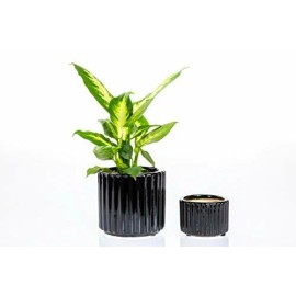 CBT Floral & Craft Paisley Ceramic Pot (3.5"x 2.5" and 5"x 4.5", Black Combo)