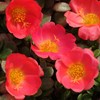 Outsidepride Purslane Toucan Scarlet - 100 Seeds