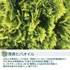 Natural Hiba Oil Produced in Aomori Prefecture with Inner Stopper,