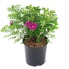 Rosa X Purple Pavement (Rose) Rose, purple flowers, #3 -