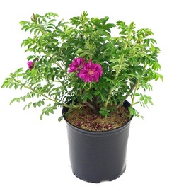 Rosa X Purple Pavement (Rose) Rose, purple flowers, #3 - Size Container